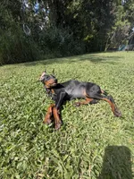 Brown Colar, a female Doberman Pinscher for sale in Winter Garden, FL – 2 of 3