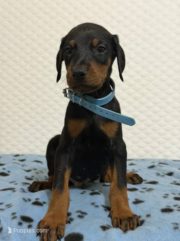 Baby blue collar – Doberman Pinscher puppy for sale in Winter Garden, FL