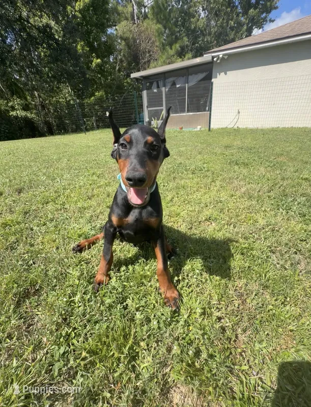 Baby Blue Collar – Doberman Pinscher puppy for sale in Winter Garden, FL