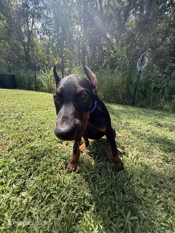Blue Collar – Doberman Pinscher puppy for sale in Winter Garden, FL