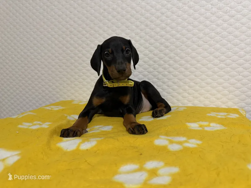 Yellow Collar – Doberman Pinscher puppy for sale in Winter Garden, FL