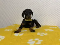 Yellow Collar, a female Doberman Pinscher for sale in Winter Garden, FL – 1 of 1