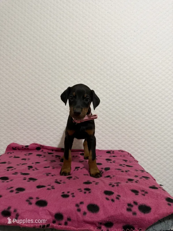 Pink collar – Doberman Pinscher puppy for sale in Winter Garden, FL