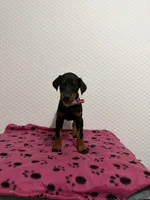 Pink collar, a female Doberman Pinscher for sale in Winter Garden, FL – 1 of 2