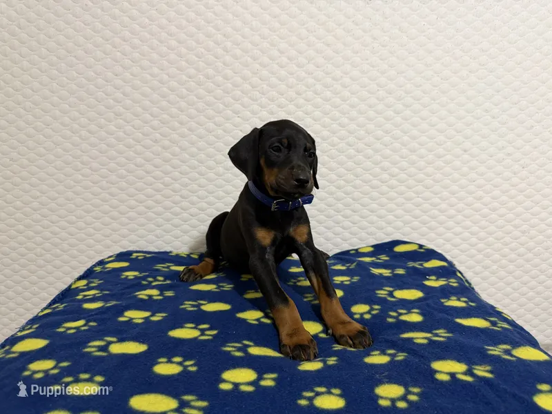 Blue Collar – Doberman Pinscher puppy for sale in Winter Garden, FL
