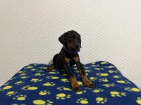 Blue Collar, a male Doberman Pinscher for sale in Winter Garden, FL – 1 of 1