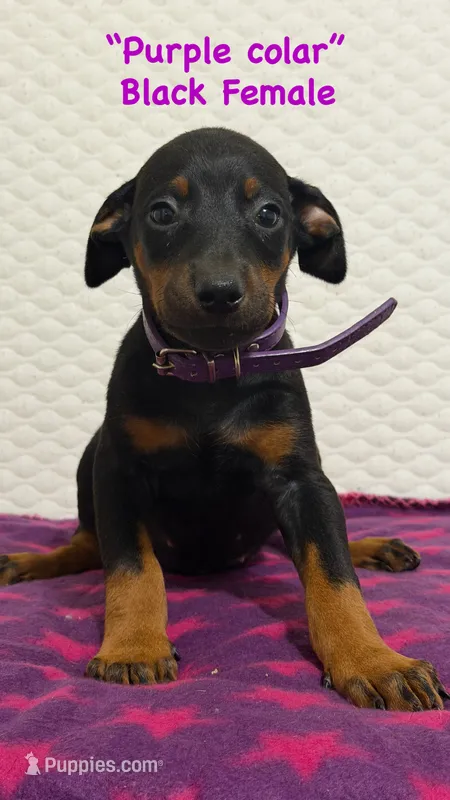 Purple collar – Doberman Pinscher puppy for sale in Winter Garden, FL