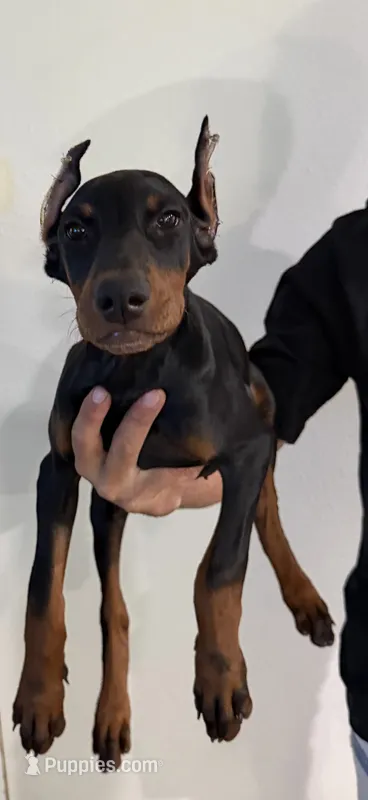 Blue Collar – Doberman Pinscher puppy for sale in Winter Garden, FL