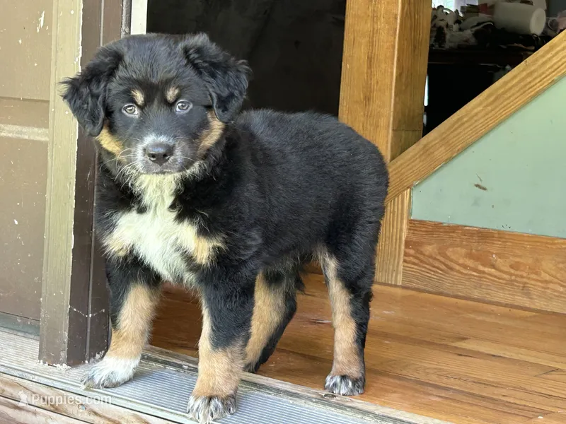 OBO Phoebe - Last Tri Coat, Gentle Giant  – Australian Shepherd puppy for sale in Fairfield, PA