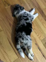 Opal - Gentle Giant, a female Australian Shepherd for sale in Fairfield, PA – 3 of 3