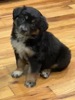 Phoebe - Gentle Giant , a female Australian Shepherd for sale in Fairfield, PA – 1 of 6