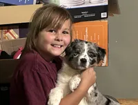 Opal - Gentle Giant, a female Australian Shepherd for sale in Fairfield, PA – 2 of 3