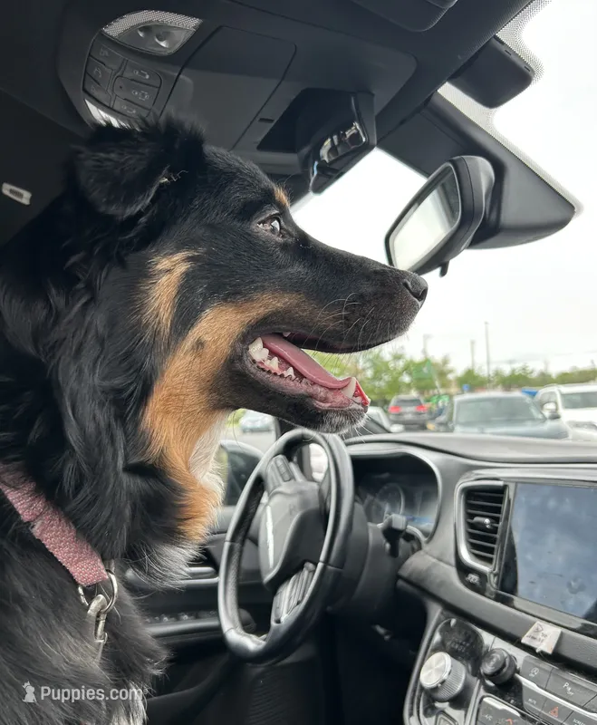 Bella - 3/4 Aussie – Australian Cattle Dog, Australian Shepherd puppy for sale in Fairfield, PA