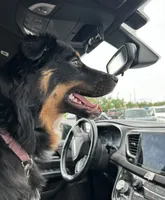 Bella - 3/4 Aussie, a female Australian Cattle Dog and Australian Shepherd for sale in Fairfield, PA – 1 of 4