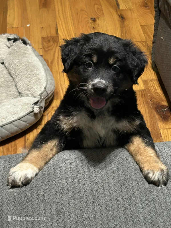 Phoebe - 3/4 Aussie – Australian Cattle Dog, Australian Shepherd puppy for sale in Fairfield, PA