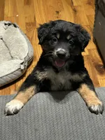 Phoebe - Gentle Giant , a female Australian Shepherd for sale in Fairfield, PA – 3 of 6