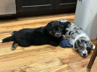 Phoebe - Gentle Giant , a female Australian Shepherd for sale in Fairfield, PA – 6 of 6