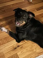 Bella - 3/4 Aussie, a female Australian Cattle Dog and Australian Shepherd for sale in Fairfield, PA – 3 of 4