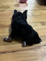 Phoebe - Gentle Giant , a female Australian Shepherd for sale in Fairfield, PA – 5 of 6