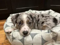 Puppies for sale in Pennsylvania | Puppies.com