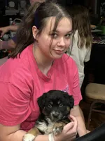 Phoebe - Gentle Giant , a female Australian Shepherd for sale in Fairfield, PA – 4 of 6