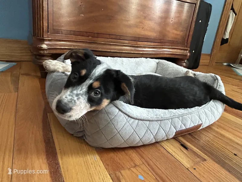 Holly -Social Texas Heeler