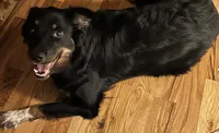 Bella - 3/4 Aussie, a female Australian Cattle Dog and Australian Shepherd for sale in Fairfield, PA – 2 of 4