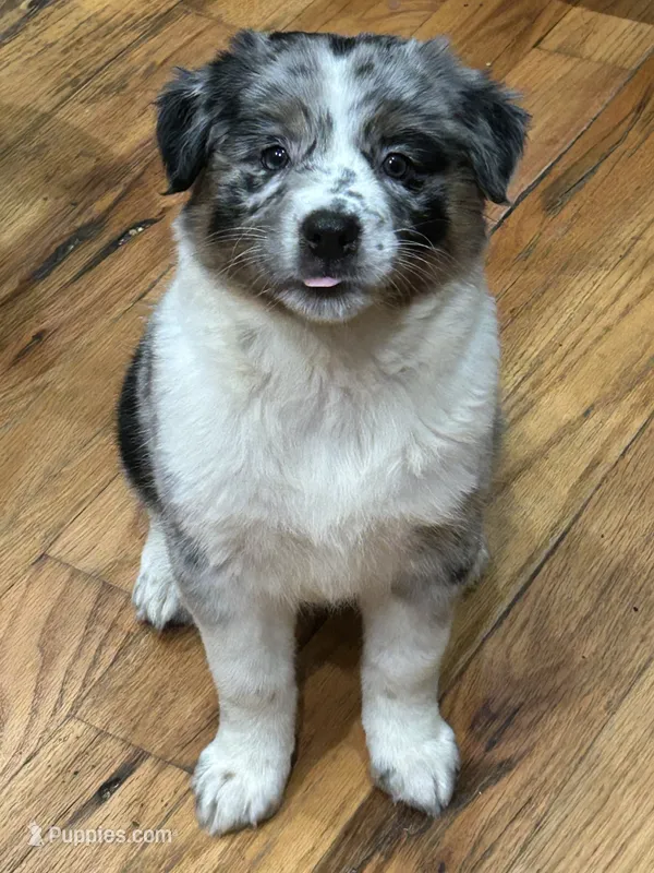 Opal - Gentle Giant – Australian Shepherd puppy for sale in Fairfield, PA