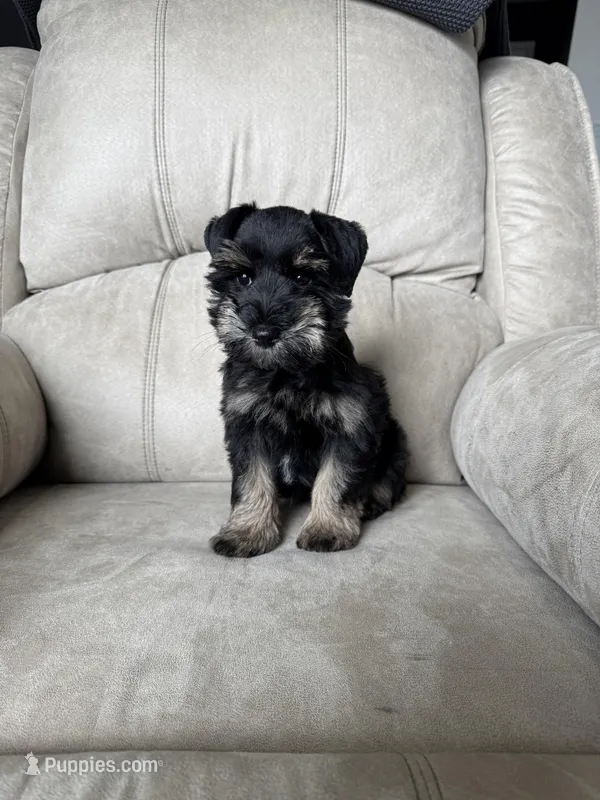 Reduced Tiny girl AKC  – Miniature Schnauzer puppy for sale in Memphis, IN