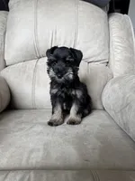 Tiny girl AKC reduced price , a female Miniature Schnauzer for sale in Memphis, IN – Photo 1 of 4