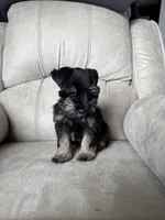 Tiny girl AKC reduced price , a female Miniature Schnauzer for sale in Memphis, IN – Photo 2 of 4