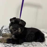 Reduced Tiny girl AKC , a female Miniature Schnauzer for sale in Memphis, IN – Photo 3 of 5