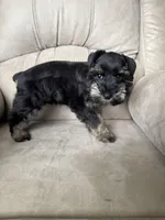 Tiny girl AKC reduced price , a female Miniature Schnauzer for sale in Memphis, IN – Photo 4 of 4