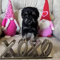Reduced Tiny girl AKC , a female Miniature Schnauzer for sale in Memphis, IN – Photo 4 of 5