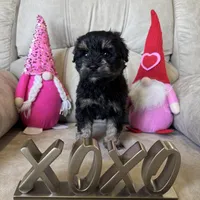 Reduced Tiny girl AKC , a female Miniature Schnauzer for sale in Memphis, IN – Photo 5 of 5