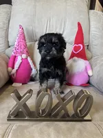 Tiny girl AKC , a female Miniature Schnauzer for sale in Memphis, IN – Photo 2 of 2
