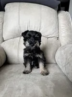 Tiny girl AKC reduced price , a female Miniature Schnauzer for sale in Memphis, IN – Photo 3 of 4