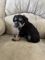 Reduced!  Tiny male AKC, a male Miniature Schnauzer for sale in Memphis, IN – Photo 7 of 9