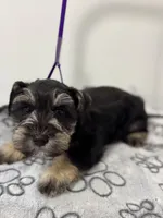 Reduced!  Tiny male AKC, a male Miniature Schnauzer for sale in Memphis, IN – Photo 3 of 9