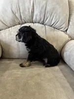 Reduced!  Tiny male AKC, a male Miniature Schnauzer for sale in Memphis, IN – Photo 9 of 9