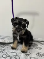 Reduced!  Tiny male AKC, a male Miniature Schnauzer for sale in Memphis, IN – Photo 2 of 9