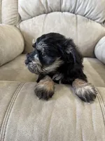 Reduced!  Tiny male AKC, a male Miniature Schnauzer for sale in Memphis, IN – Photo 8 of 9