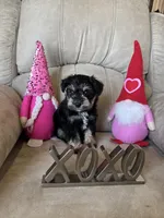 Tiny male AKC, a male Miniature Schnauzer for sale in Memphis, IN – Photo 1 of 2
