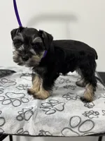 Reduced!  Tiny male AKC, a male Miniature Schnauzer for sale in Memphis, IN – Photo 1 of 9