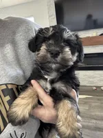 Reduced!  Tiny male AKC, a male Miniature Schnauzer for sale in Memphis, IN – Photo 4 of 9
