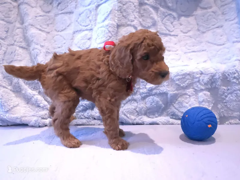 Red Collar – Poodle - Standard  puppy for sale in Vass, NC