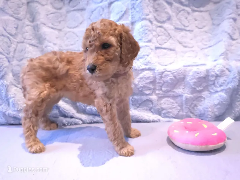 Brown Collar – Poodle - Standard  puppy for sale in Vass, NC