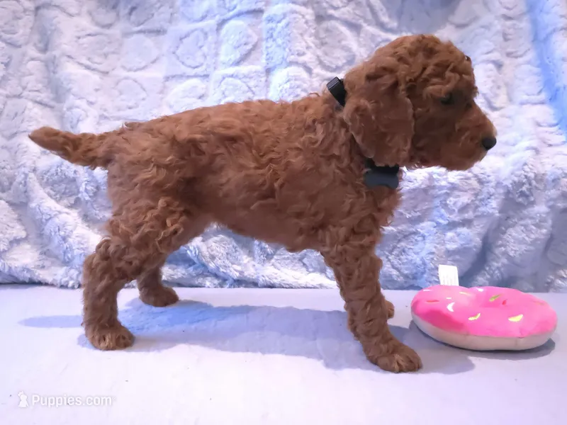 Black Collar – Poodle - Standard  puppy for sale in Vass, NC