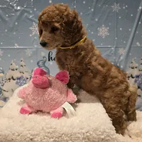 Yellow, a male Poodle - Standard  for sale in Vass, NC – 2 of 4