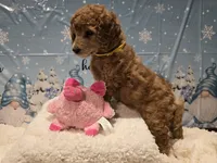 Yellow, a female Poodle - Standard  for sale in Vass, NC – Photo 2 of 4